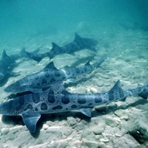 Female leopard sharks