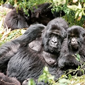 Female and young mountain gorilla