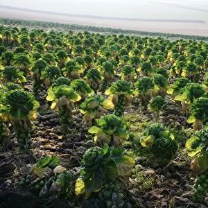 Field of Brussels sprouts