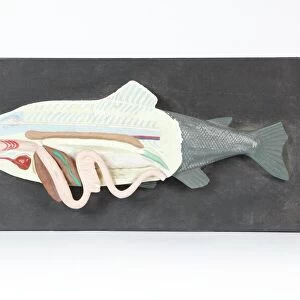 Fish anatomy, historical model