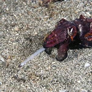 Flamboyant cuttlefish hunting