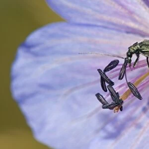 Flower beetle feeding C016 / 4731