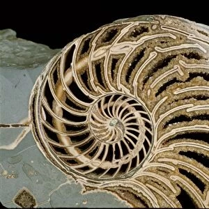Fossilised nautilus shell