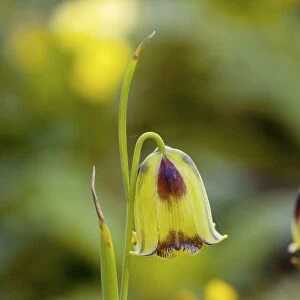 Fritillary (Fritillaria orientalis)