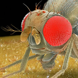 Fruit fly, SEM Z340 / 0699
