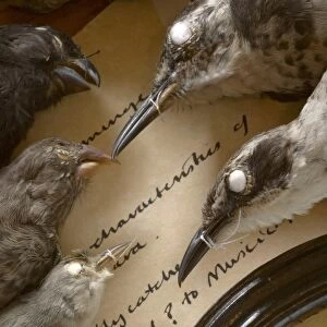 Galapagos bird specimens Darwin Research