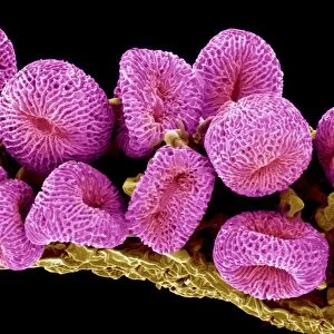 Geranium pollen, SEM