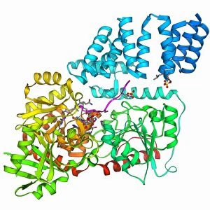 Glycosylation enzyme molecule F006 / 9708