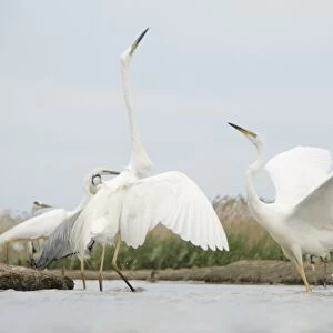 Great egrets displaying C015 / 6874