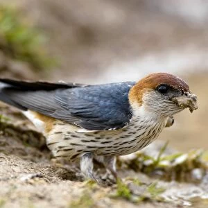 Greater striped swallow