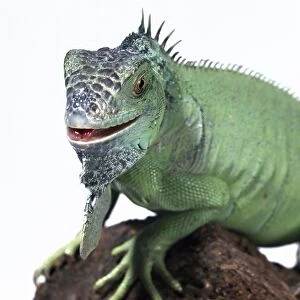 Green iguana C016 / 6093