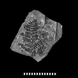Gymnosperm fossil C016 / 5946
