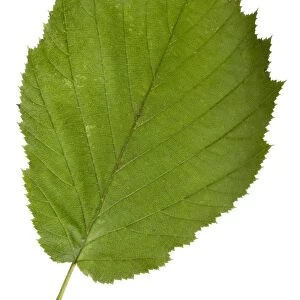 Hazel (Corylus avellana) tree leaf C014 / 0719