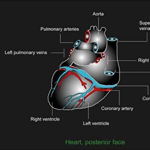 Heart anatomy, artwork