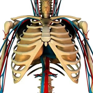 Heart-lung system, artwork