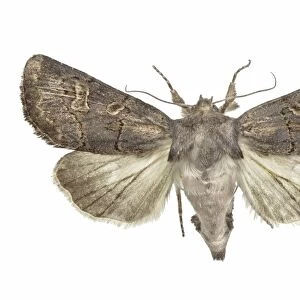 Hedge rustic moth C016 / 2293