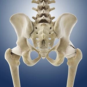 Hip ligaments, artwork C013 / 4433
