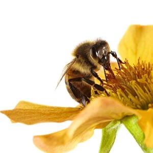 Honey bee on a flower F007 / 6602