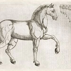 Horse anatomy, 16th century artwork