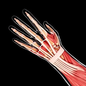 Human arm musculature, artwork F007 / 5251