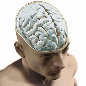 Human brain, artwork C016 / 9370