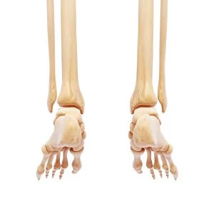 Human foot bones, artwork F007 / 2506
