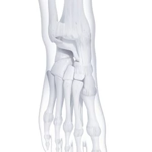 Human foot bones, artwork F007 / 2612