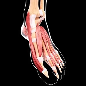 Human foot musculature, artwork F007 / 1807