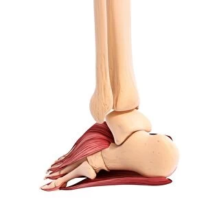Human foot musculature, artwork F007 / 3016