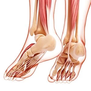 Human foot musculature, artwork F007 / 3018