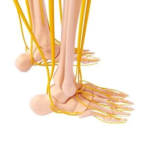 Human foot nervous system, artwork F007 / 5003