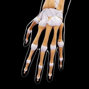 Human hand bones, artwork F007 / 1489