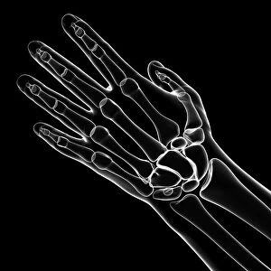 Human hand bones, artwork F007 / 9946