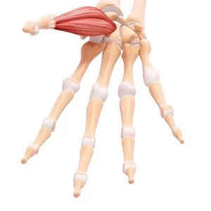 Human hand musculature, artwork F007 / 5874