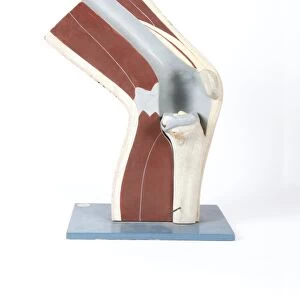 Human knee, historical anatomical model