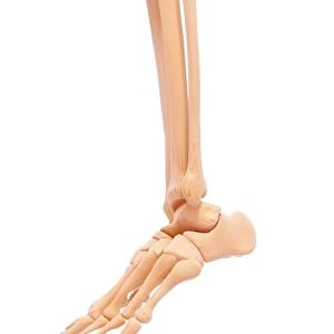 Human leg bones, artwork F007 / 1407