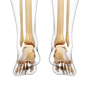 Human leg bones, artwork F007 / 3334