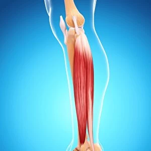 Human leg musculature, artwork F007 / 1296