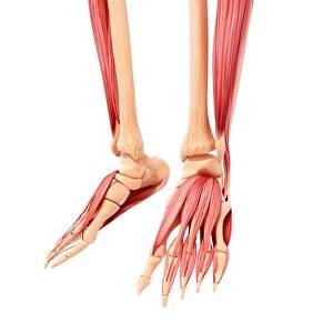 Human leg musculature, artwork F007 / 1703