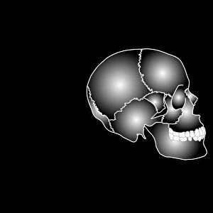 Human skull anatomy, artwork