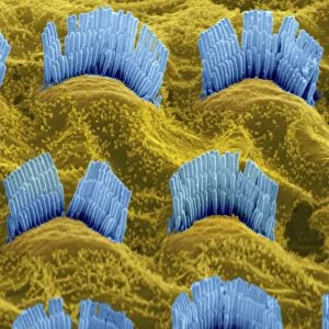 Inner ear hair cells, SEM C014 / 4852