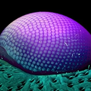 Insect compound eye, SEM C018 / 0554