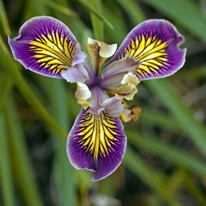 Iris Californian hybrids C017 / 7500