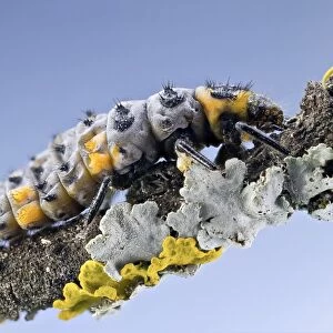 Ladybird larva C018 / 2417