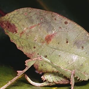Leaf-mimic bush cricket