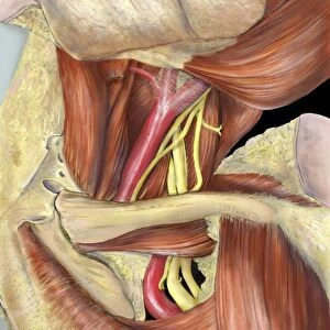 Left armpit nerve plexus, artwork C016 / 6812