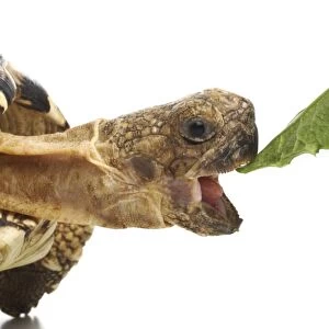 Leopard tortoise eating F007 / 6527
