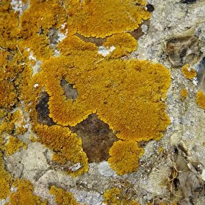 Lichen, Xanthoria aureola