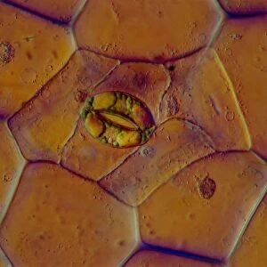 LM of a stoma on a Tradescantia leaf