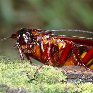 Long-winged cockroach